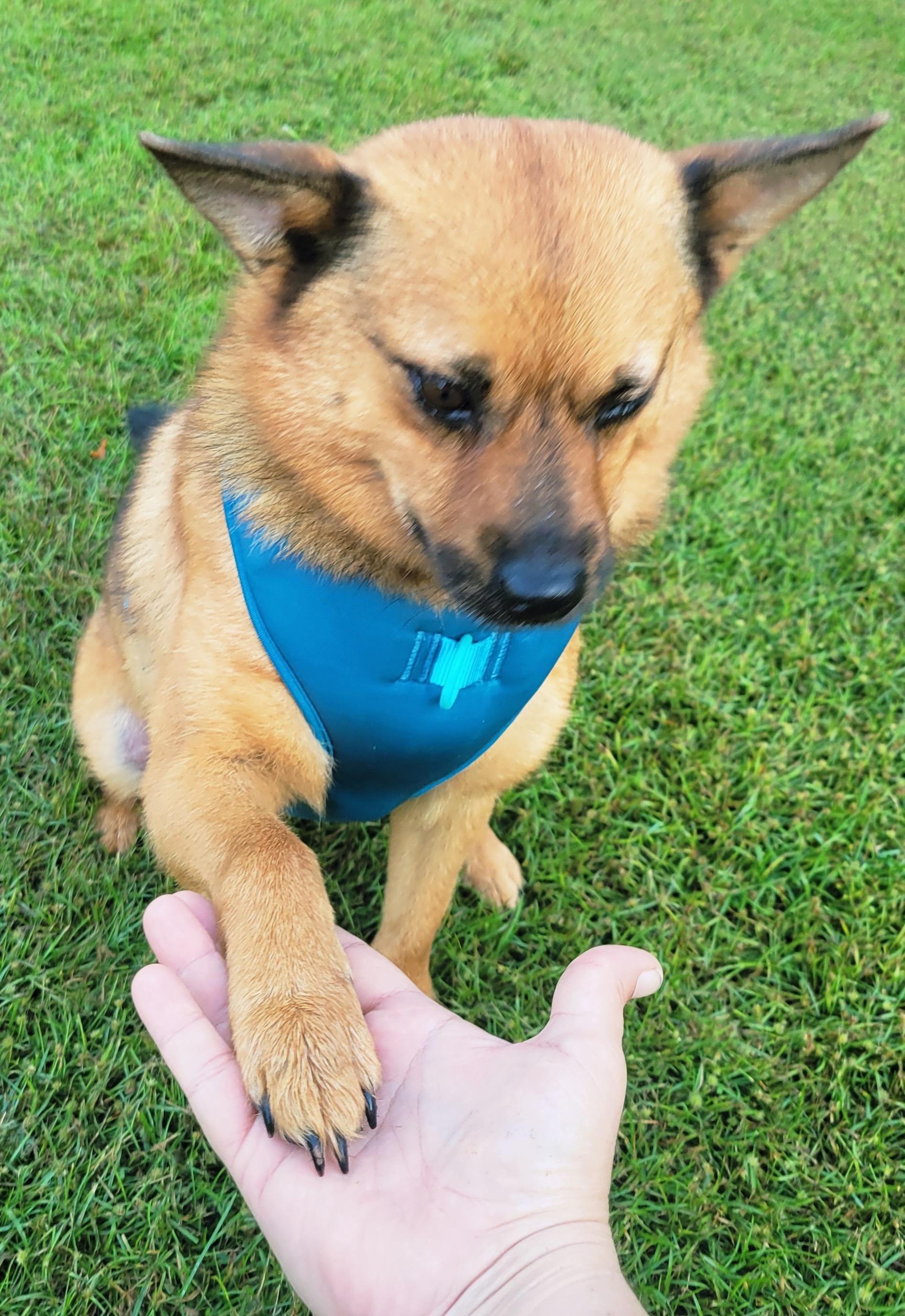 Enlarge Rusty, a Adoptable Finnish Spitz in Hammonton, NJ image 4/6