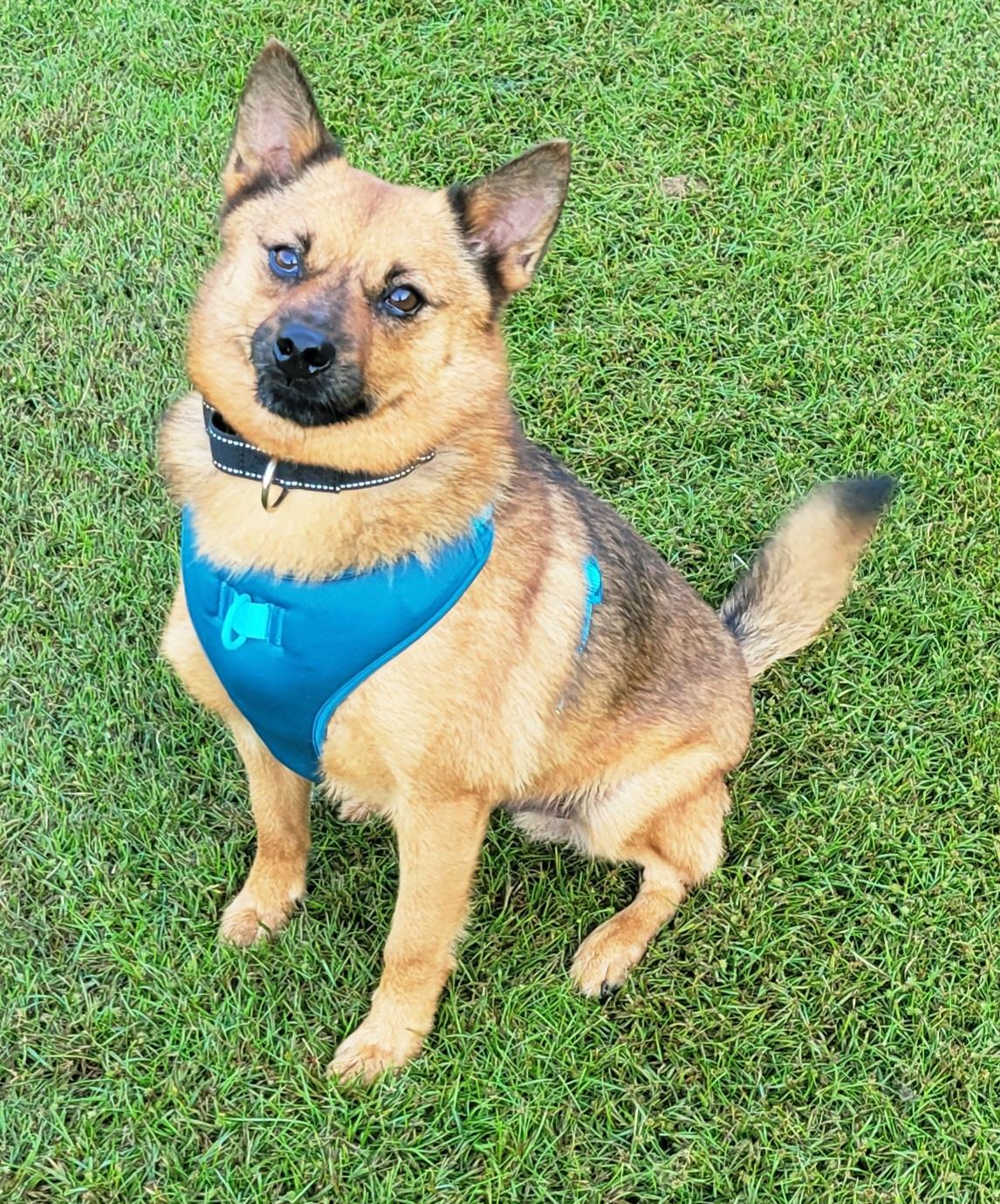 Enlarge Rusty, a Adoptable Finnish Spitz in Hammonton, NJ image 2/6