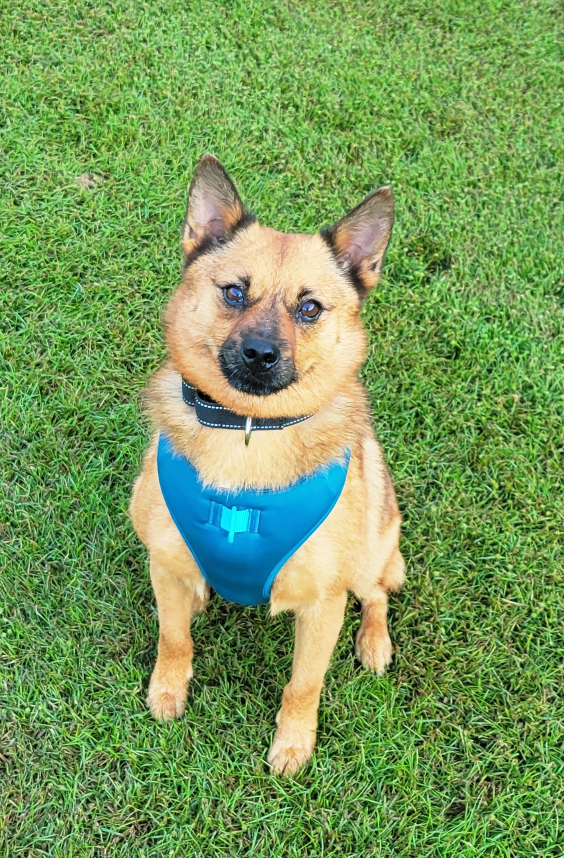Enlarge Rusty, a Adoptable Finnish Spitz in Hammonton, NJ image 5/6