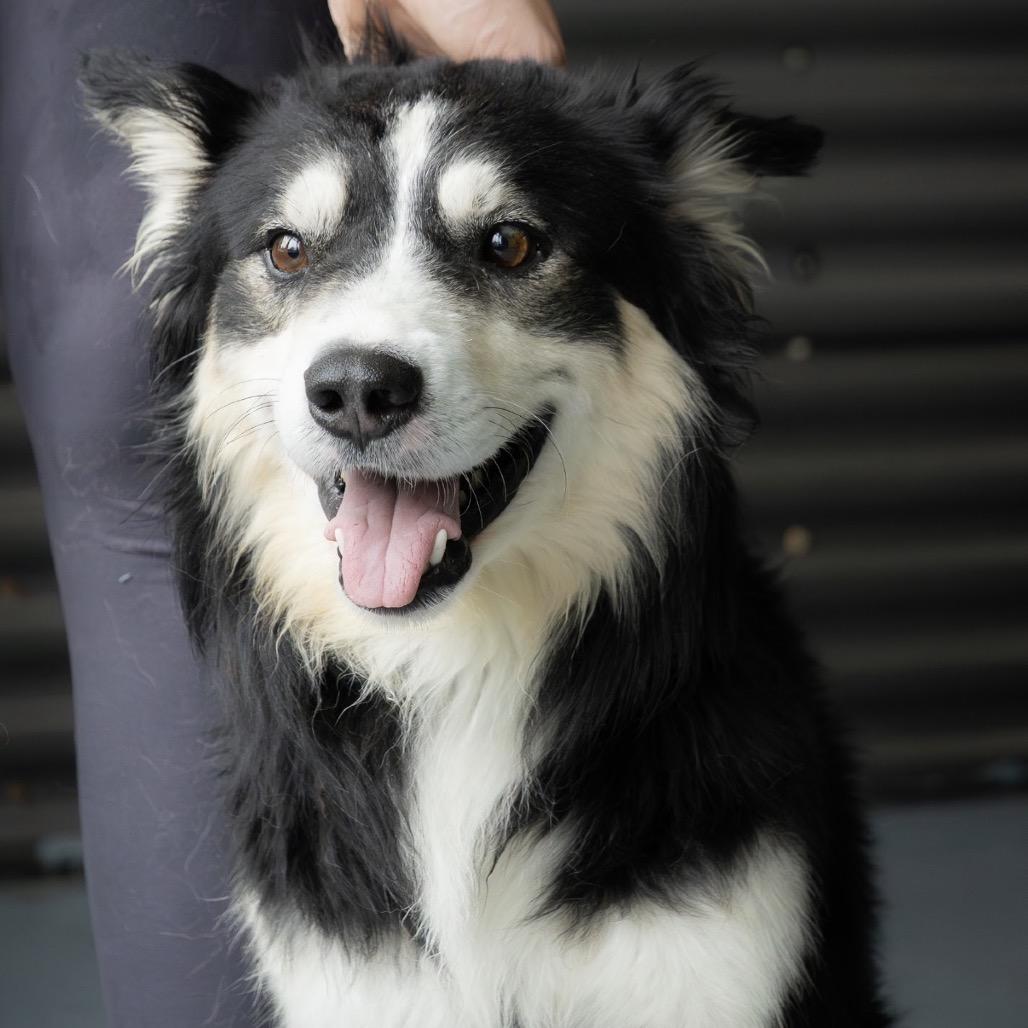 Baby Bear, Adoptable, Adult Male Husky & Mixed Breed.