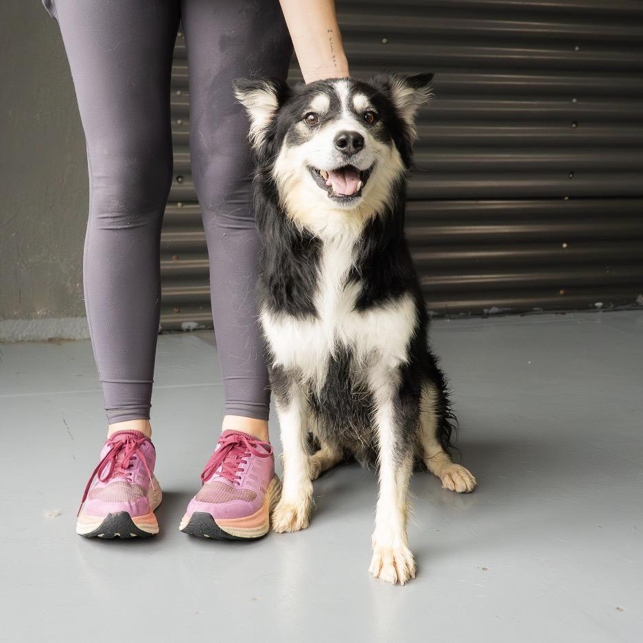 Baby Bear, a Adoptable mixed breed in Tacoma, WA image 2/6