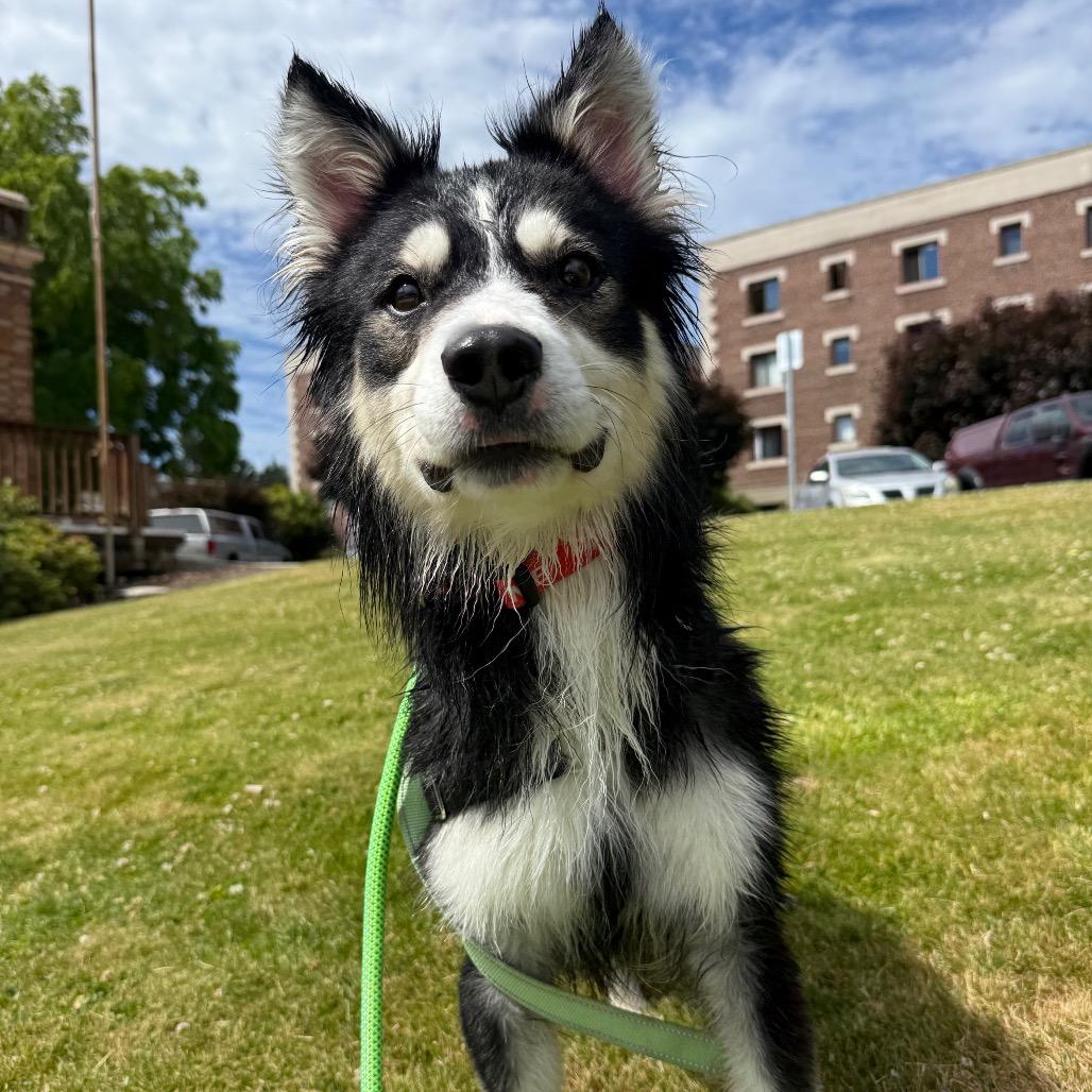Baby Bear, a Adoptable mixed breed in Tacoma, WA image 3/6