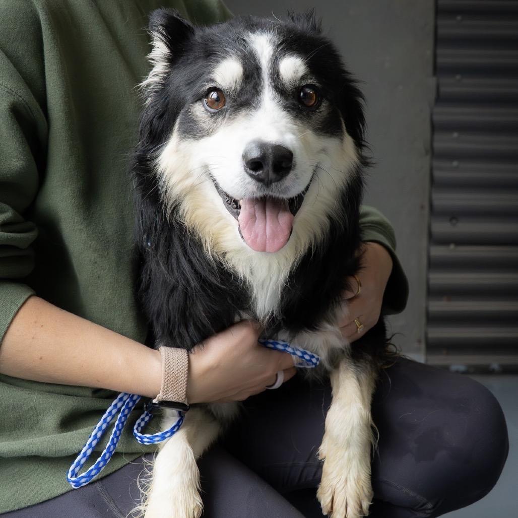 Baby Bear, a Adoptable mixed breed in Tacoma, WA image 4/6