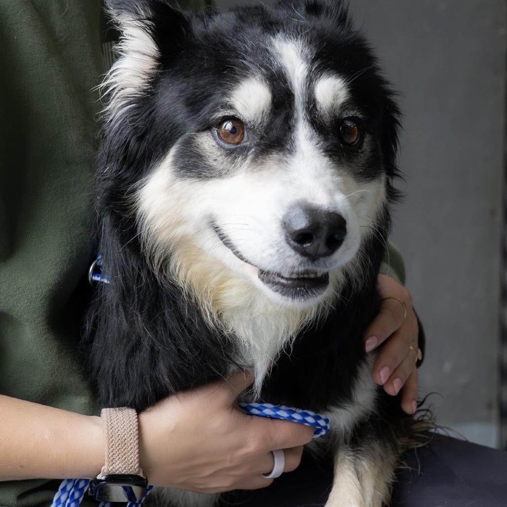 Baby Bear, a Adoptable mixed breed in Tacoma, WA image 5/6