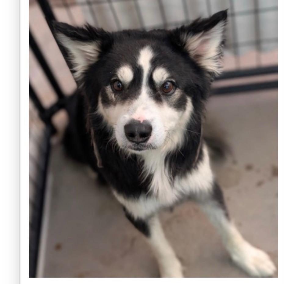 Baby Bear, a Adoptable mixed breed in Tacoma, WA image 6/6