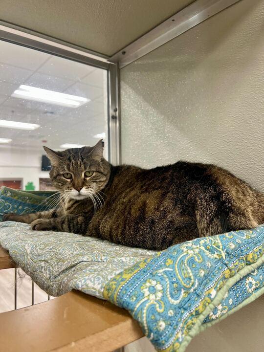 Enlarge Miss Molly, a ADOPTABLE Domestic Short Hair in Maidens, VA image 3/3
