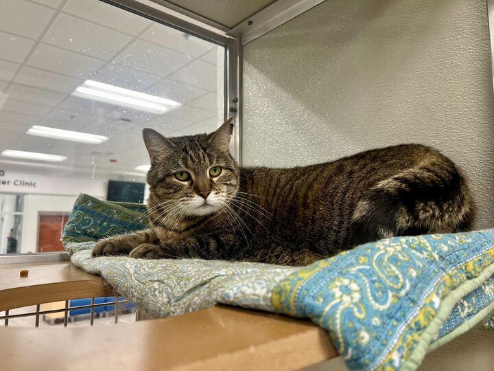 Enlarge Miss Molly, a ADOPTABLE Domestic Short Hair in Maidens, VA image 2/3