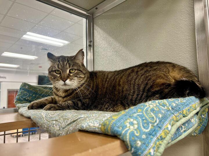 Miss Molly, ADOPTABLE, Senior Female Domestic Short Hair.