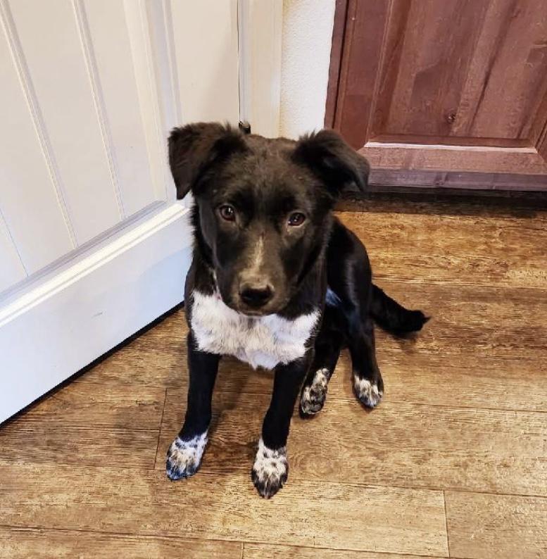 Enlarge Lucy Lou, a Adoptable mixed breed in Billings, MT image 2/2