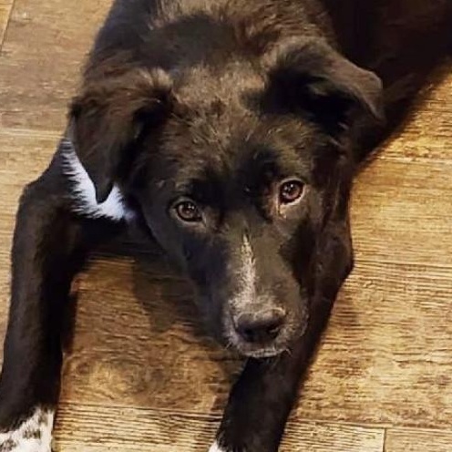 Lucy Lou, Adoptable, Young Female Border Collie.