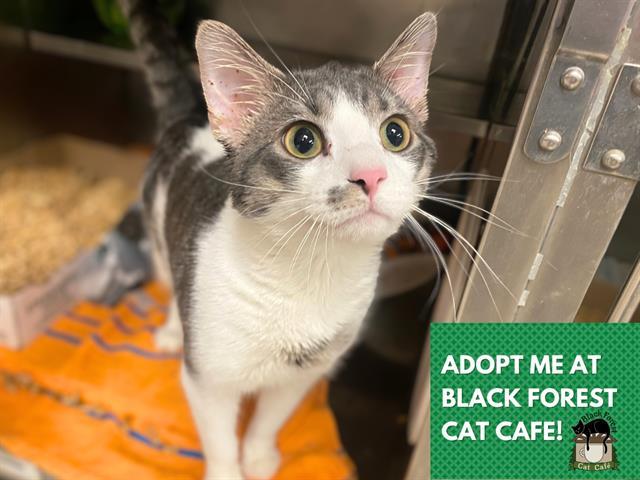 GNOCCHI, Adoptable, Adult Male Domestic Short Hair.