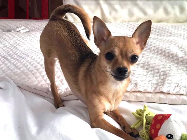 Enlarge IVY, a Adopted Chihuahua in Montreal, QC image 1/1