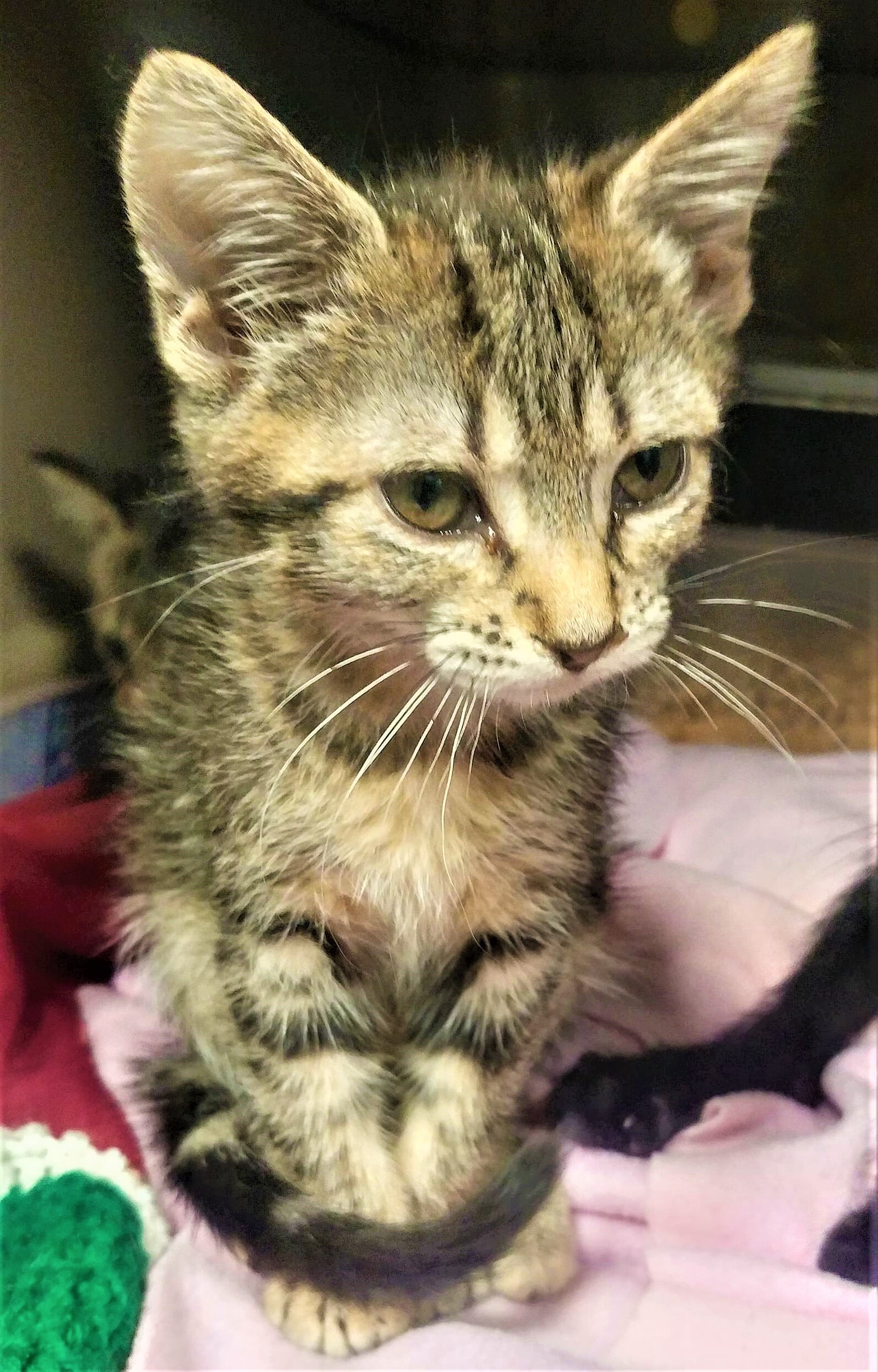 Venus, a Adoptable mixed breed in Robinson, IL image 1/2