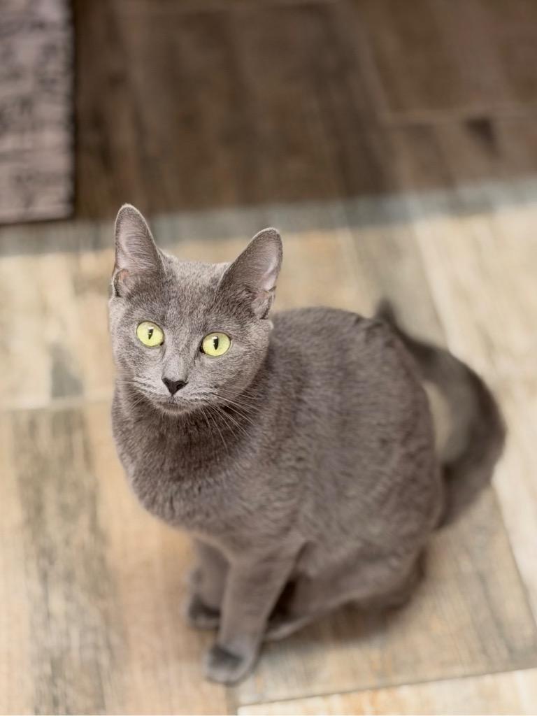 Luna Moon, Adopted, Adult Female Domestic Short Hair.