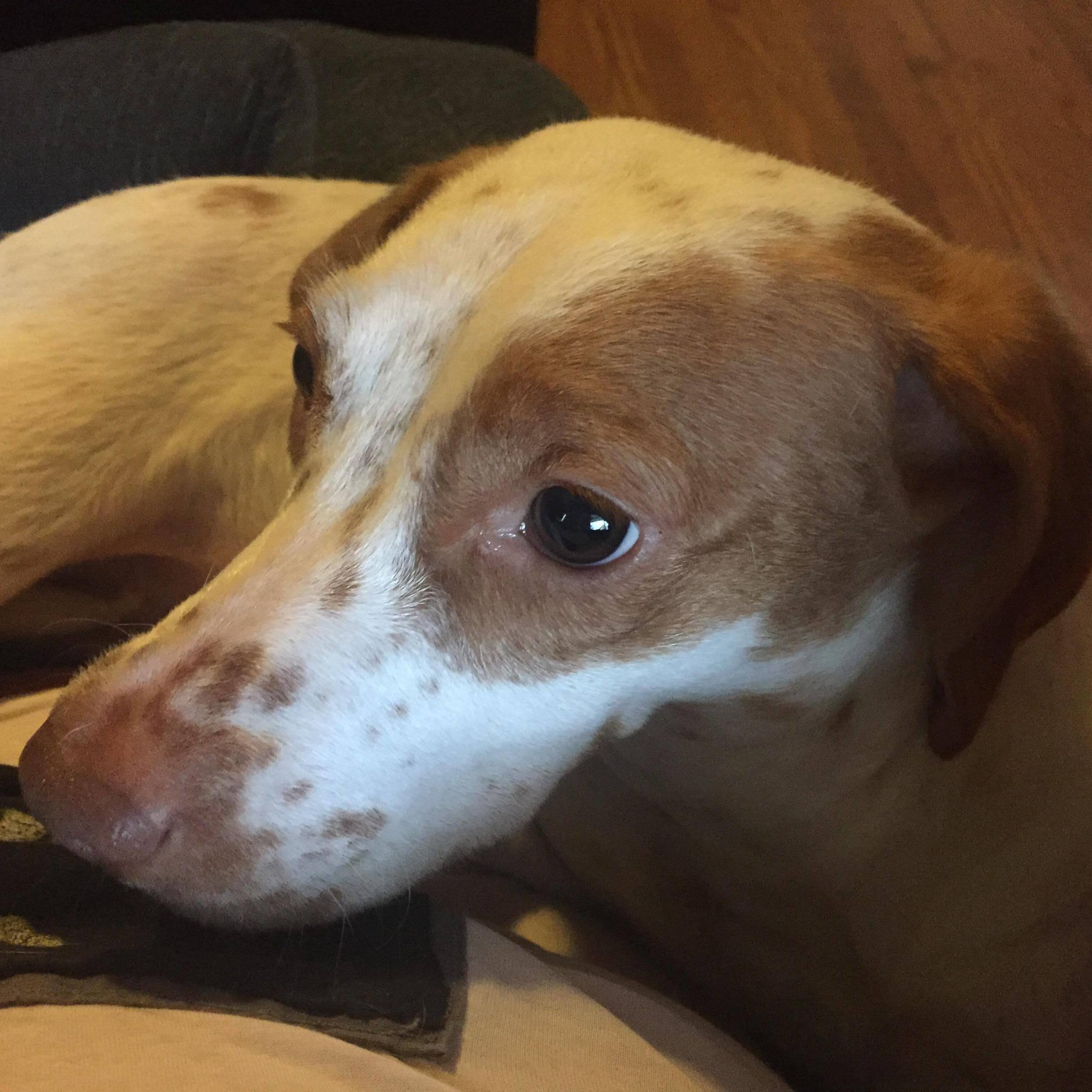 Fiona, Adoptable, Adult Female Pointer.