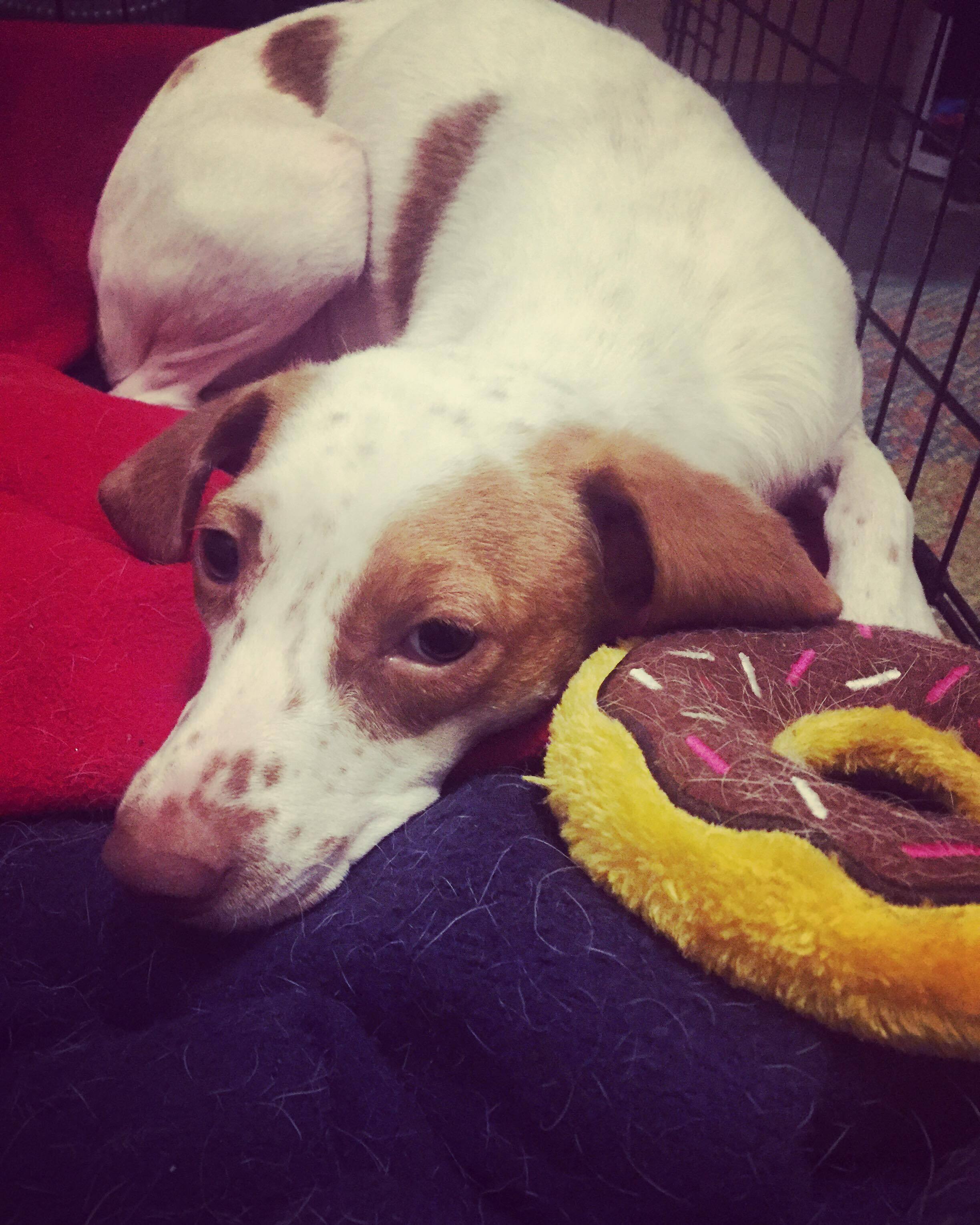 Fiona, a Adoptable mixed breed in Milford, CT image 2/9