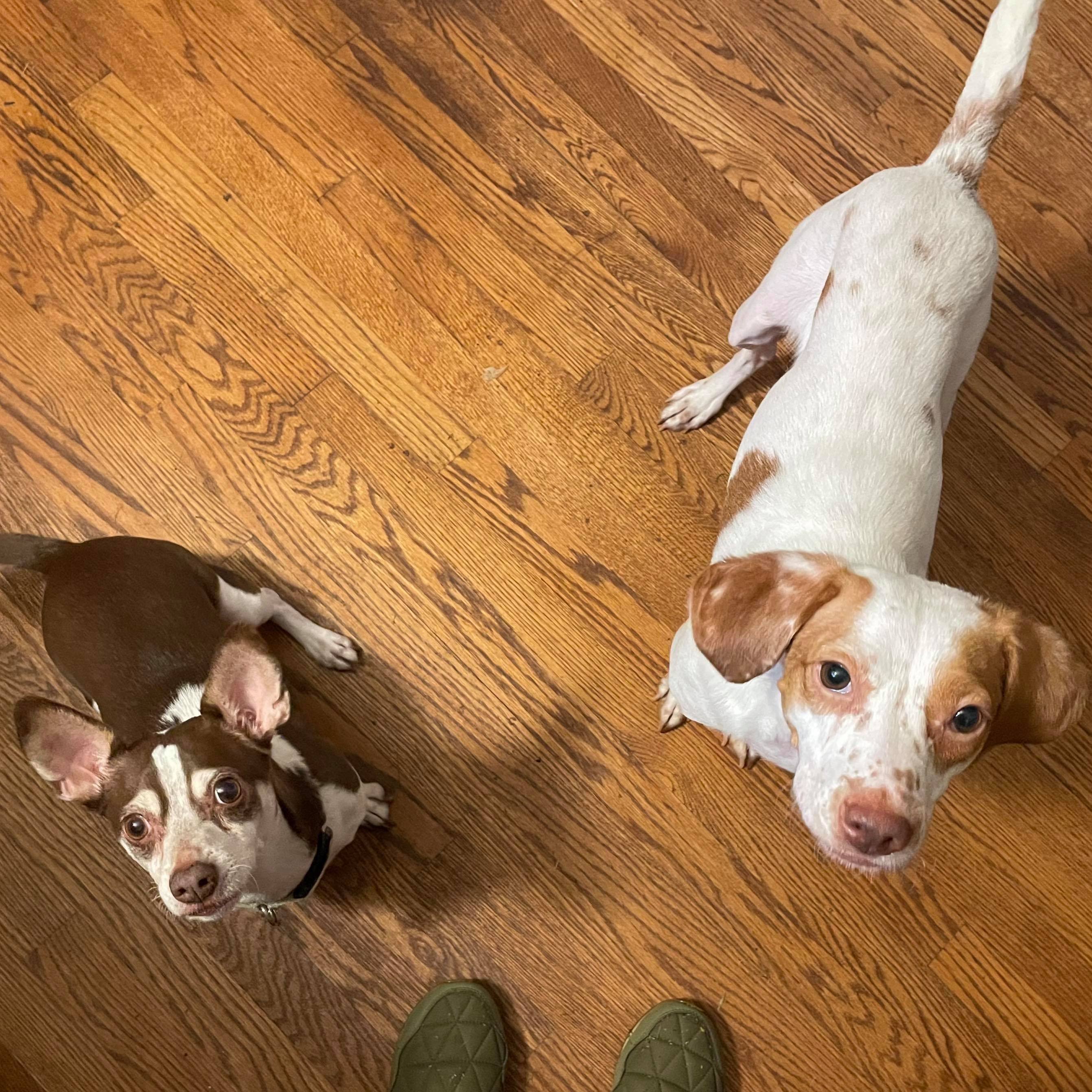 Fiona, a Adoptable mixed breed in Milford, CT image 3/9