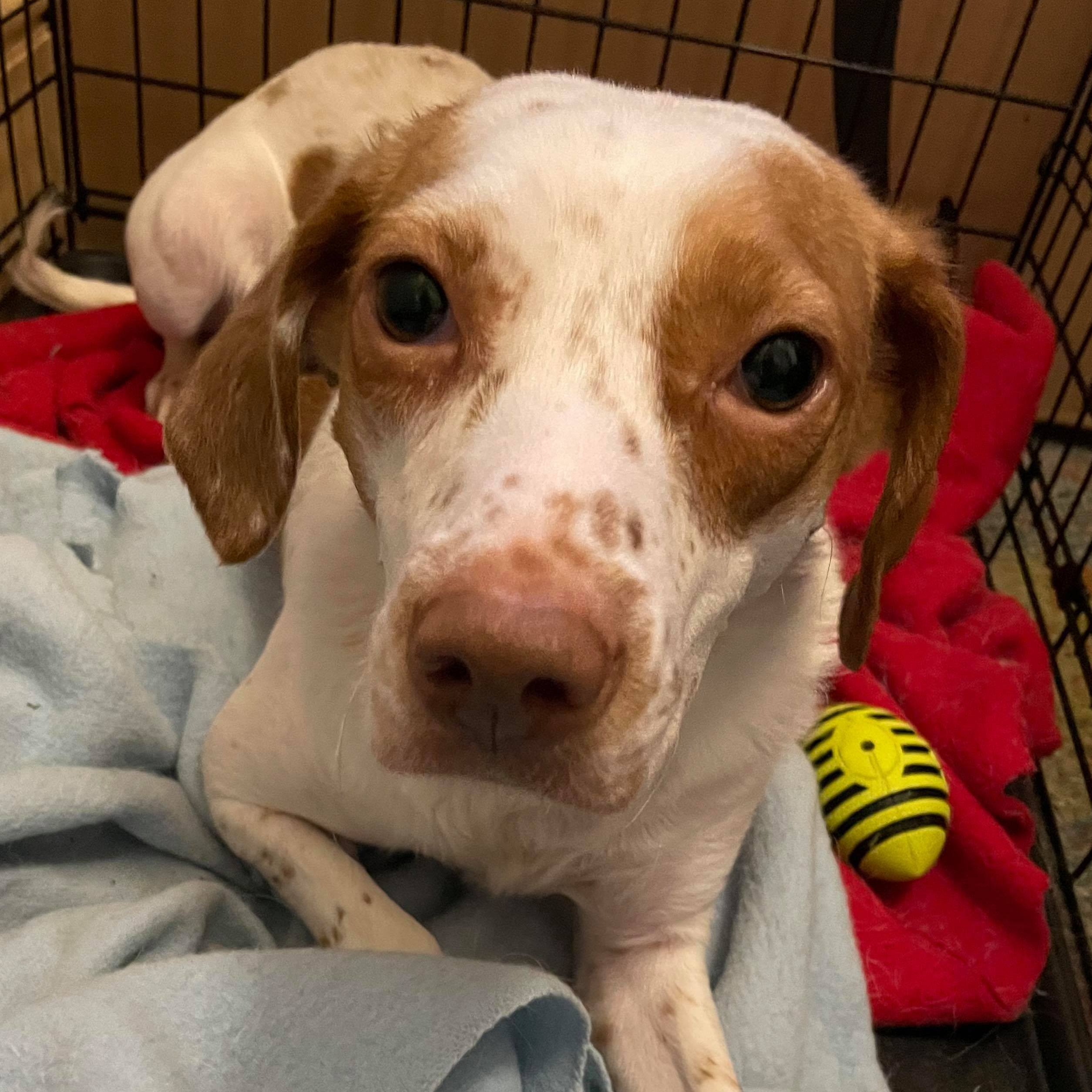 Fiona, a Adoptable mixed breed in Milford, CT image 4/9