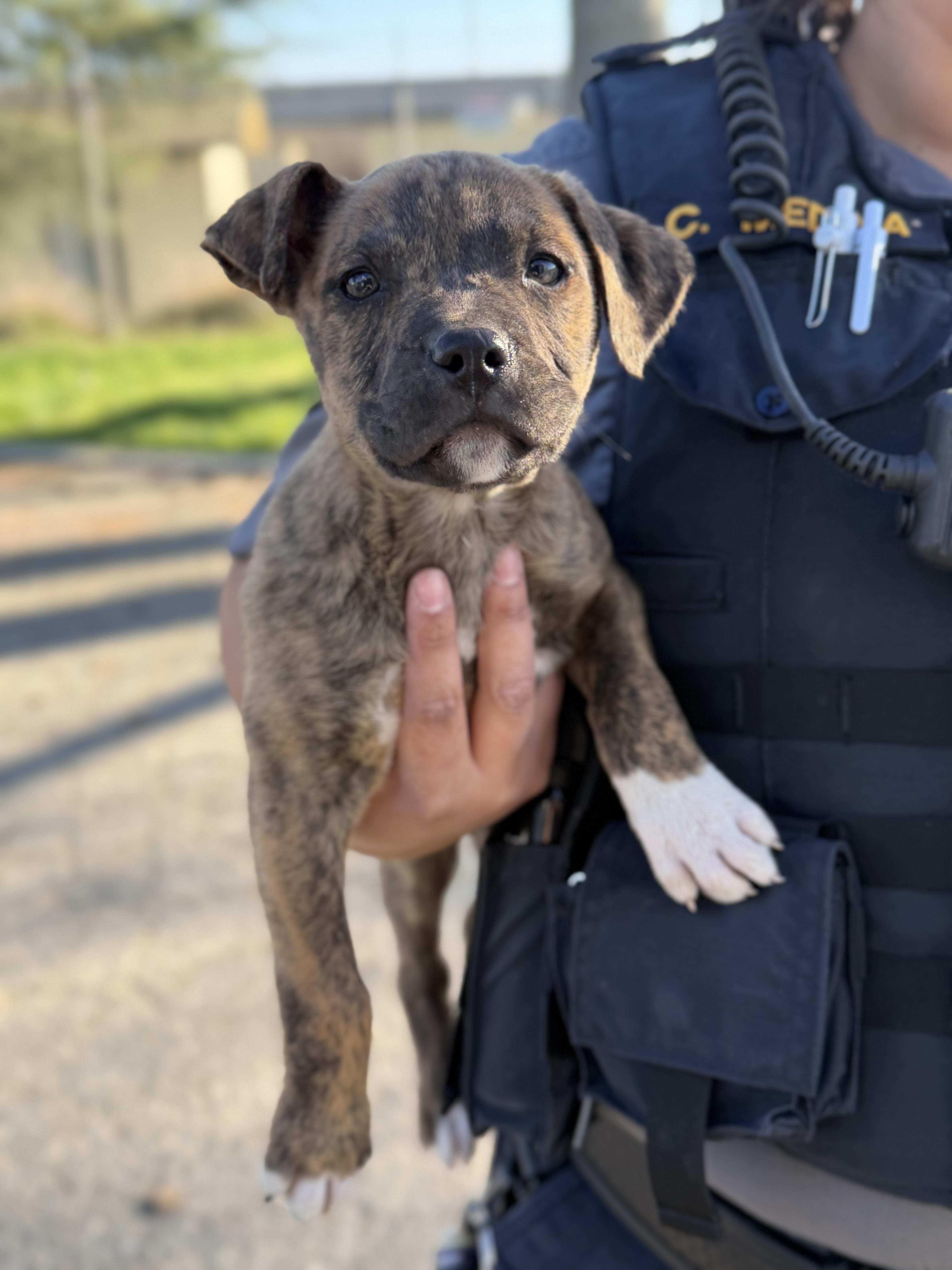 Enlarge Rapunzel, an adopted mixed breed in Oakdale, CA image 1/1