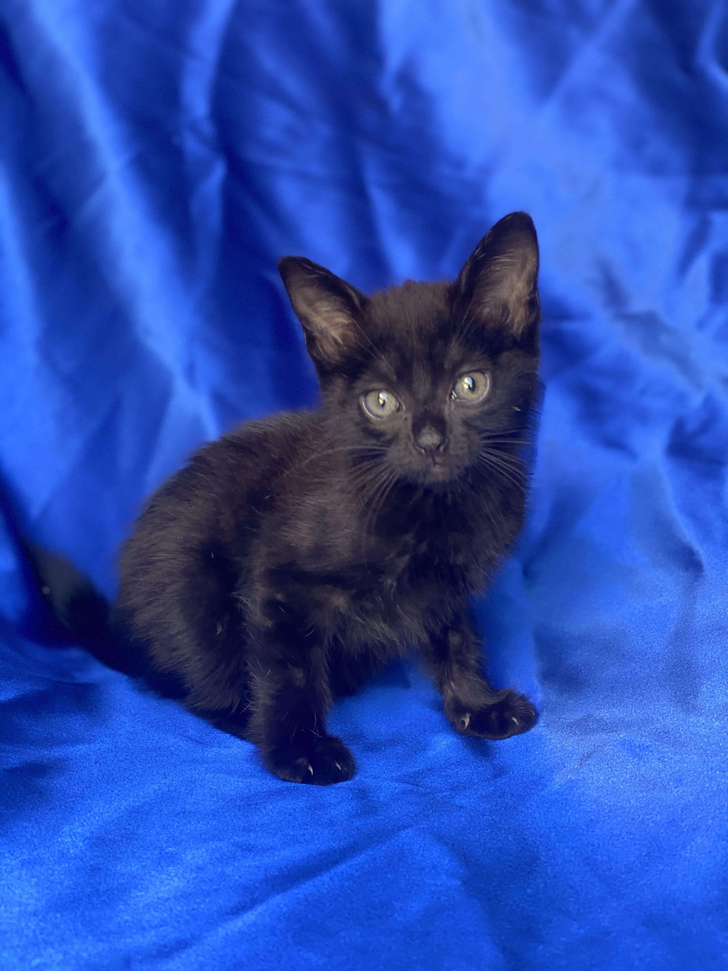 Power Ranger, adopted, Kitten Male Domestic Short Hair.