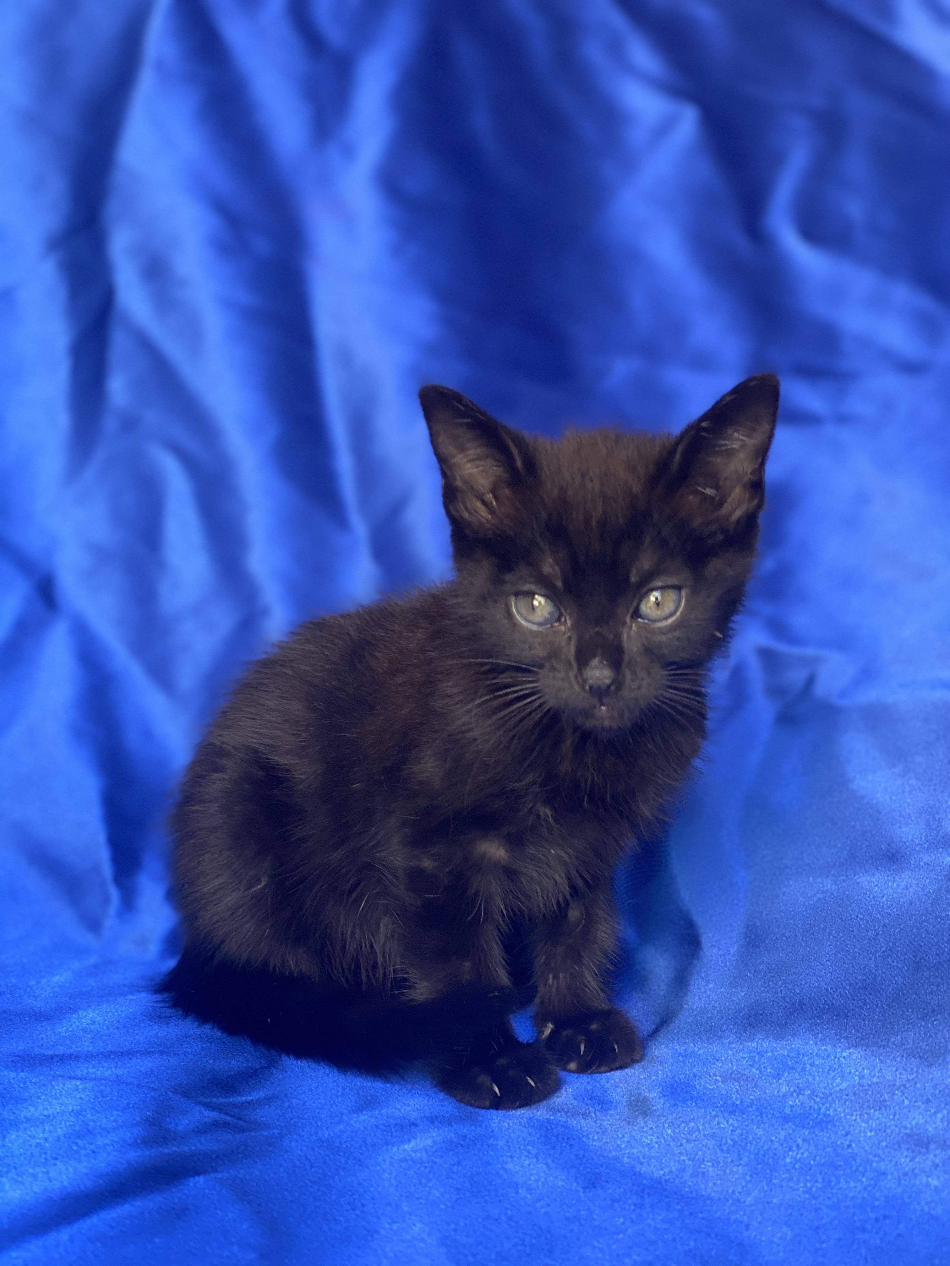 Enlarge Power Ranger, an adopted Domestic Short Hair in Rowland Heights, CA image 2/3