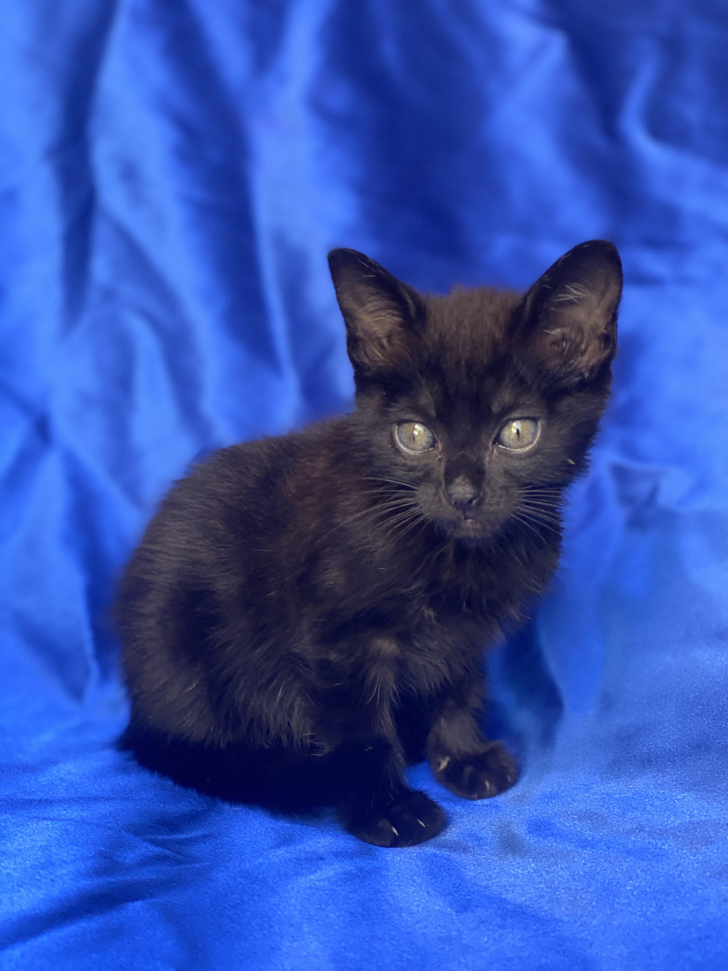 Enlarge Power Ranger, an adopted Domestic Short Hair in Rowland Heights, CA image 3/3