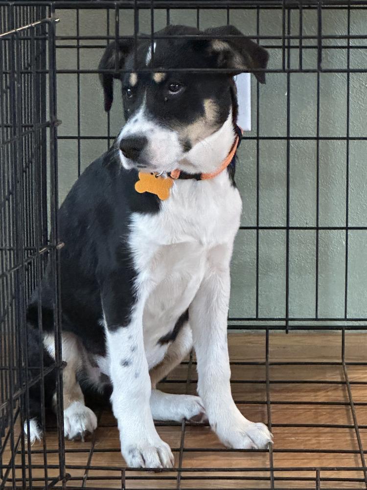 Det John Munch, Adoptable, Puppy Male Mixed Breed.