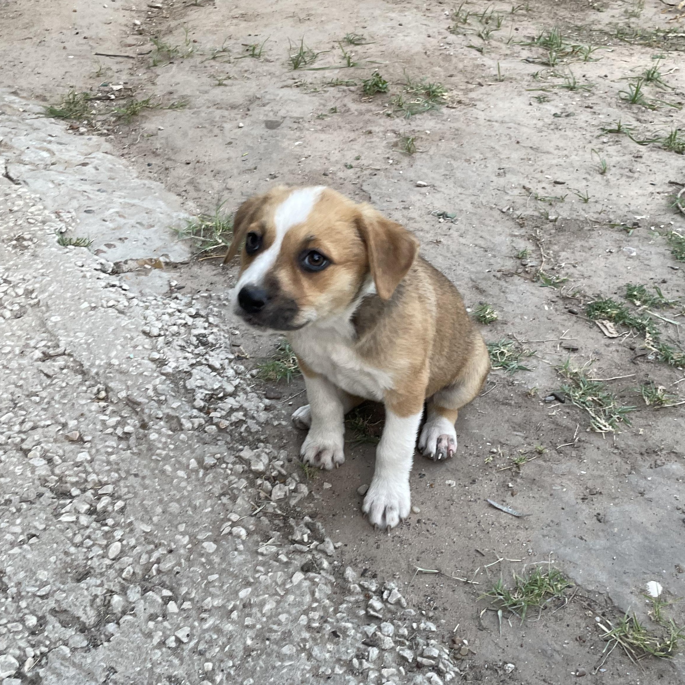 Zoe, Baby Female Labrador Retriever