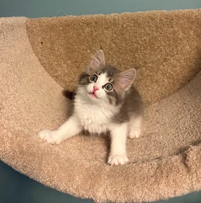 Enlarge Brooky, an adopted Domestic Long Hair in Andover, MN image 4/6