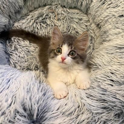 Enlarge Brooky, an adopted Domestic Long Hair in Andover, MN image 2/6