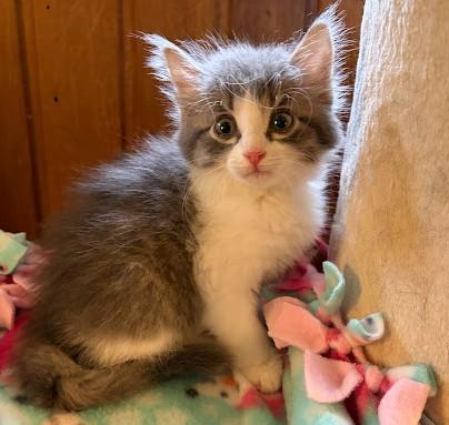 Enlarge Brooky, an adopted Domestic Long Hair in Andover, MN image 3/6