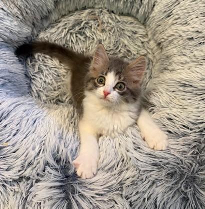 Enlarge Brooky, an adopted Domestic Long Hair in Andover, MN image 6/6