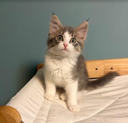 Brooky, adopted, Kitten Female Domestic Long Hair.