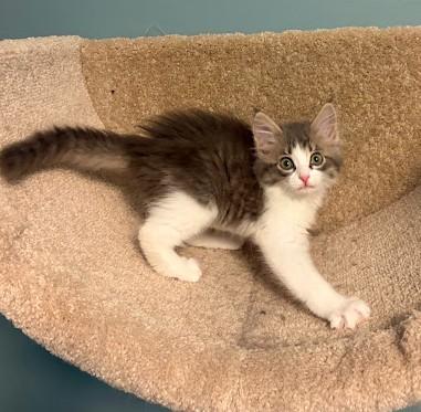Enlarge Brooky, an adopted Domestic Long Hair in Andover, MN image 5/6