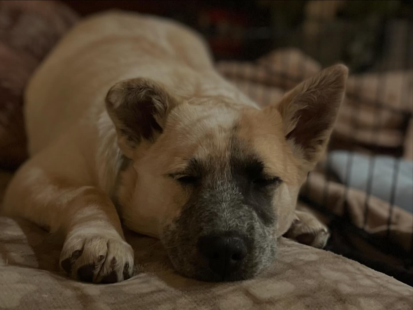 Penny, ADOPTABLE, Young Female Australian Cattle Dog / Blue Heeler.