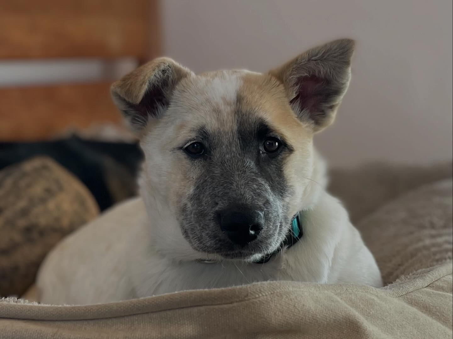 Penny, a ADOPTABLE mixed breed in Pagosa Springs, CO image 2/5