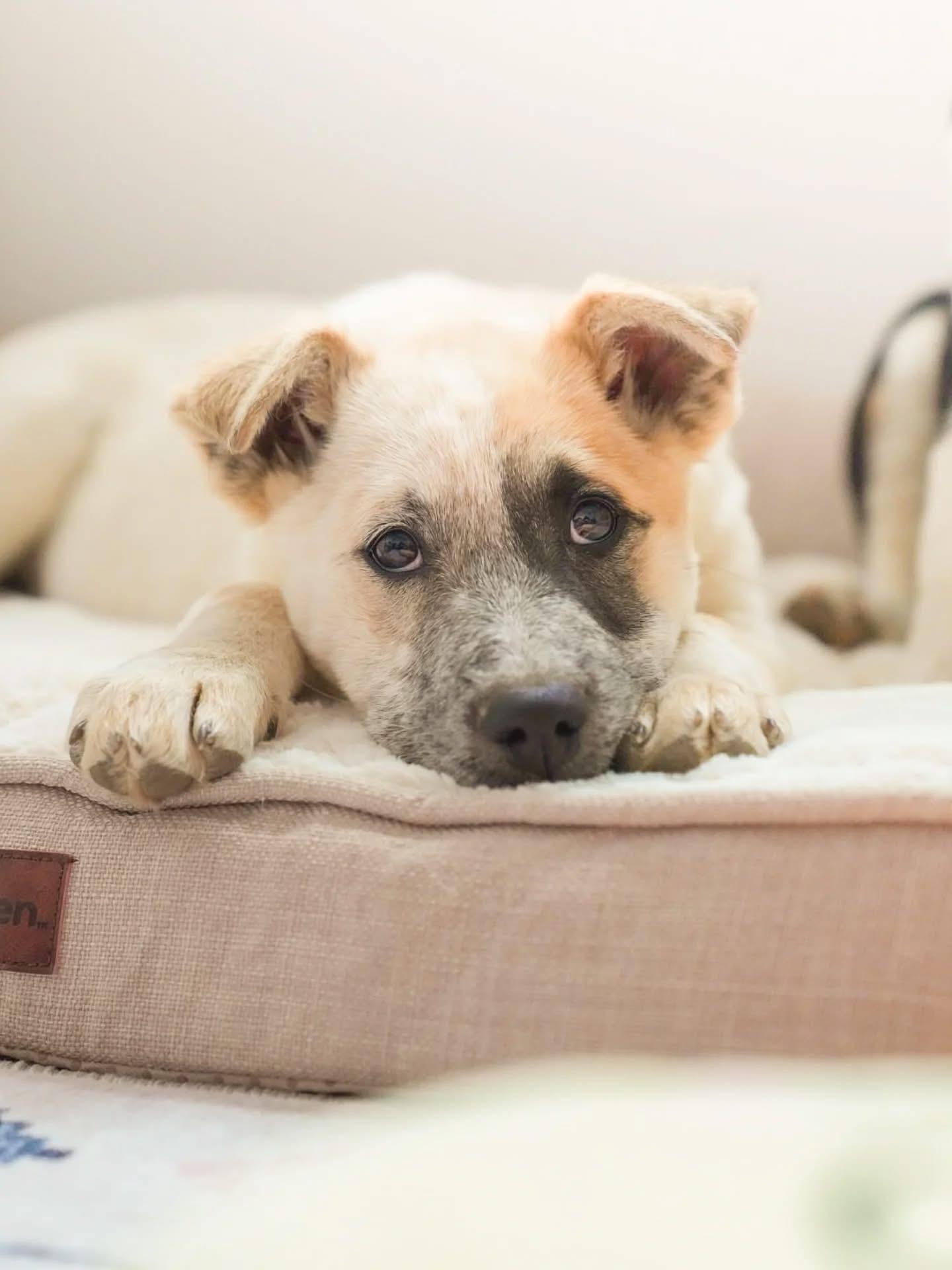 Penny, a ADOPTABLE mixed breed in Pagosa Springs, CO image 3/5