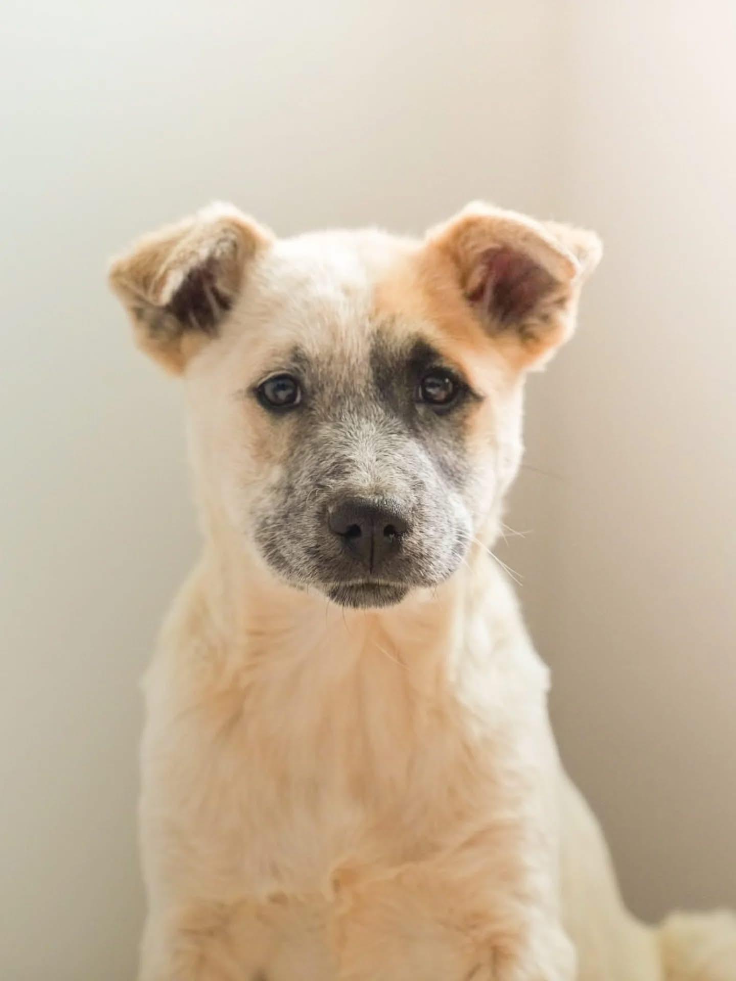 Penny, a ADOPTABLE mixed breed in Pagosa Springs, CO image 4/5