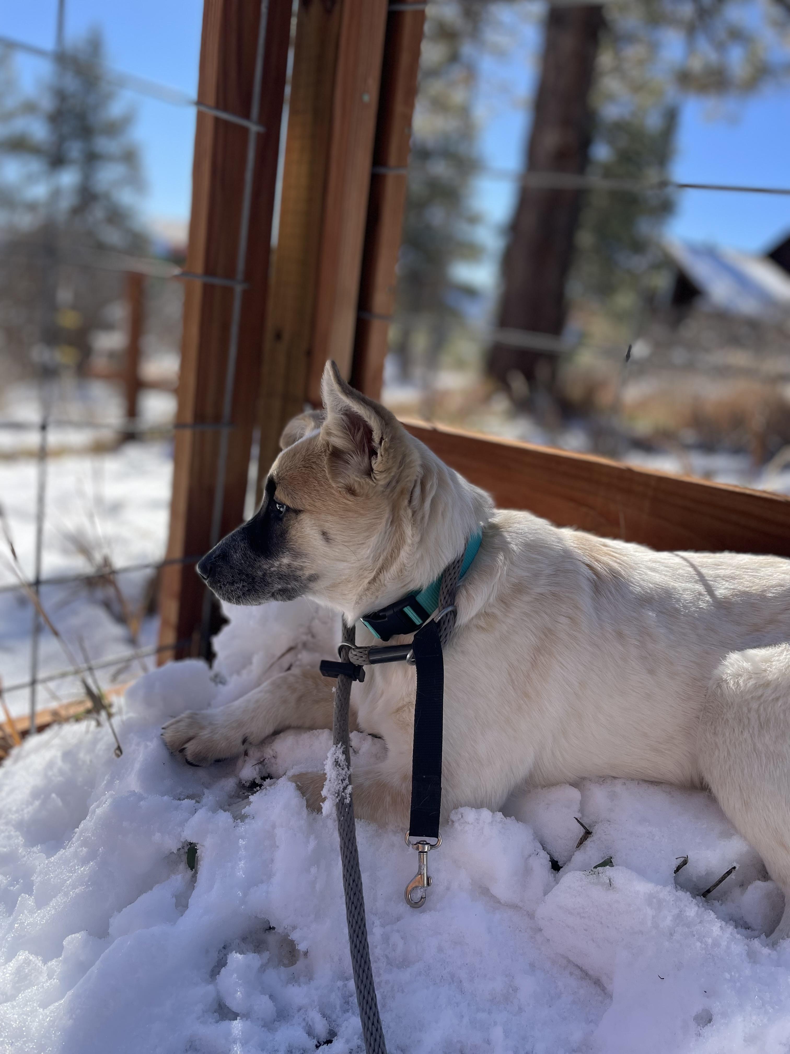 Penny, a ADOPTABLE mixed breed in Pagosa Springs, CO image 5/5