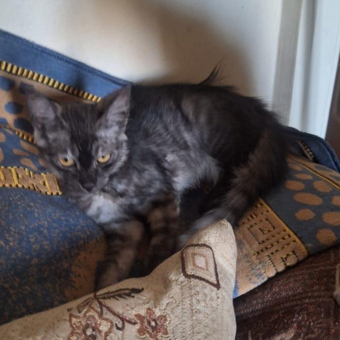 Stella & Sona (mom &kitten)
