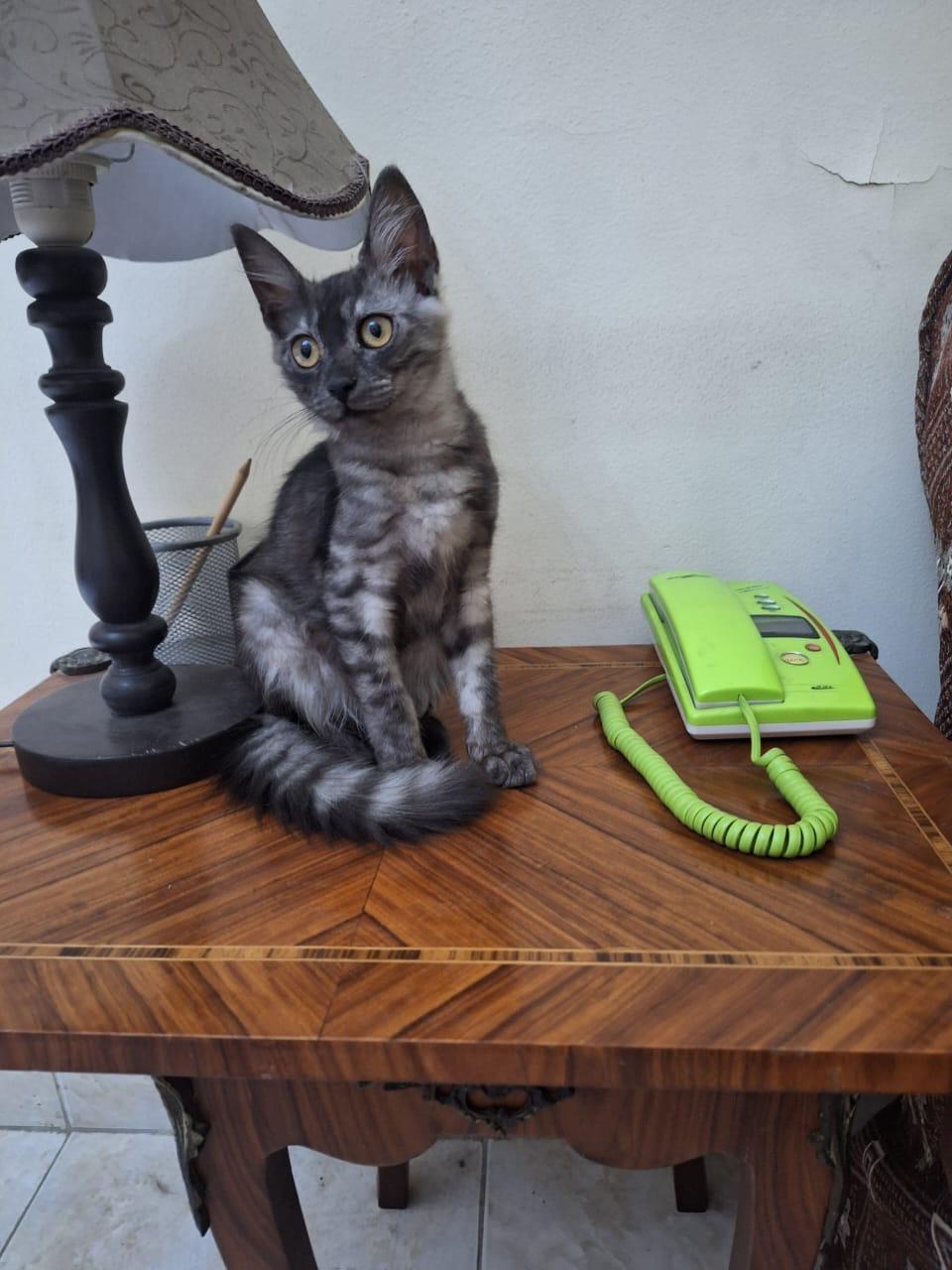 Stella & Sona (mom &kitten) photo 3