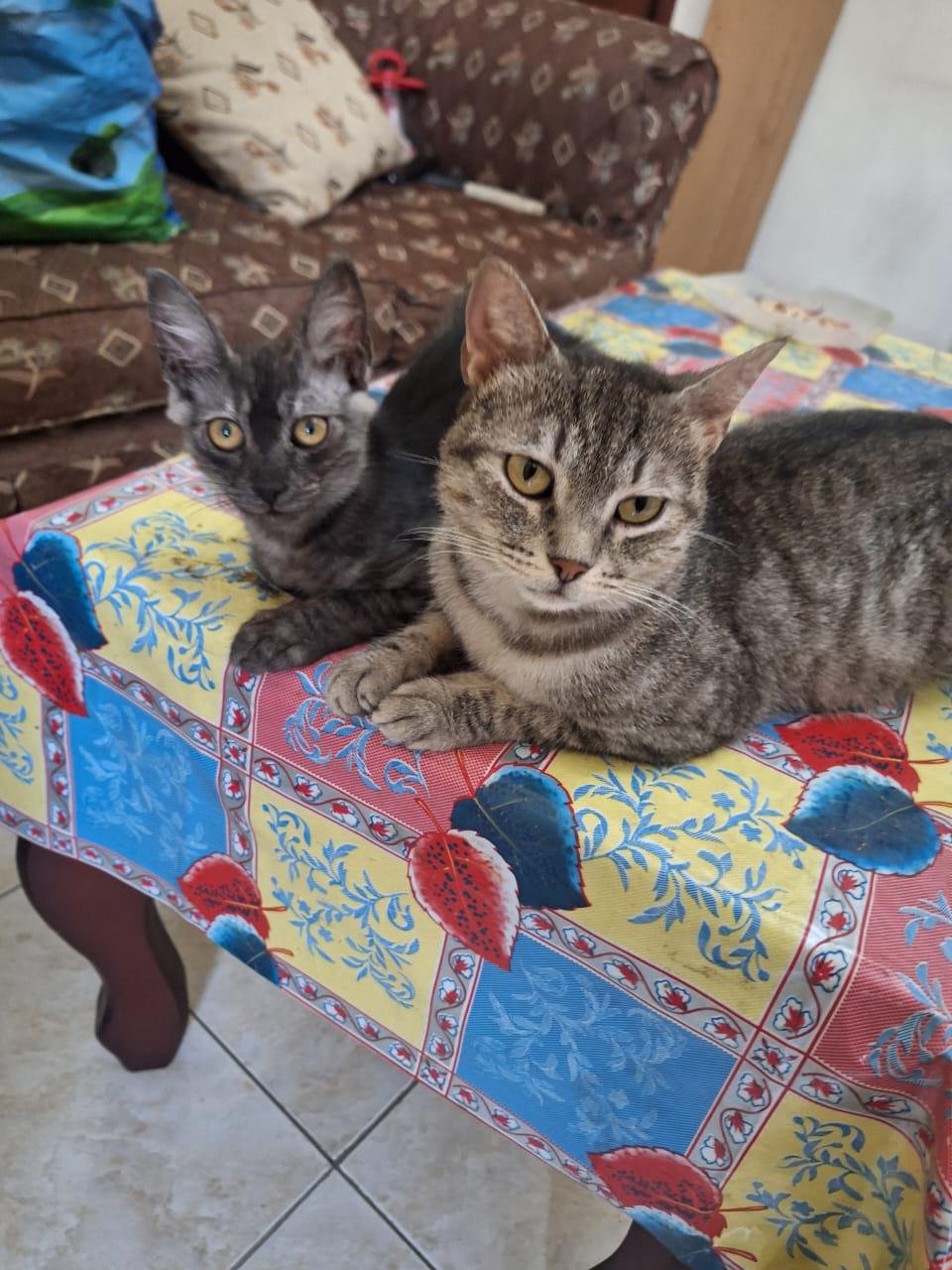 Stella & Sona (mom &kitten)