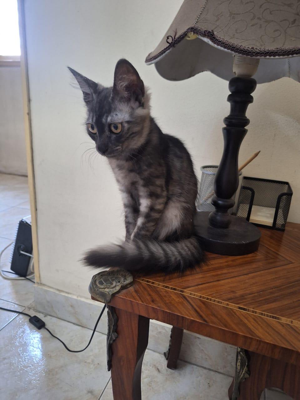 Stella & Sona (mom &kitten)