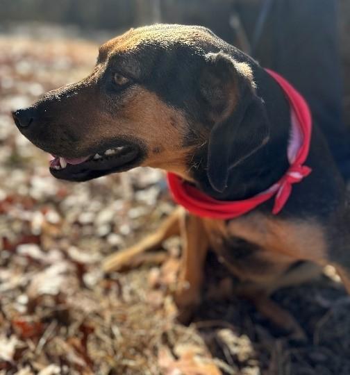 Gia, ADOPTABLE, Adult Female Hound.