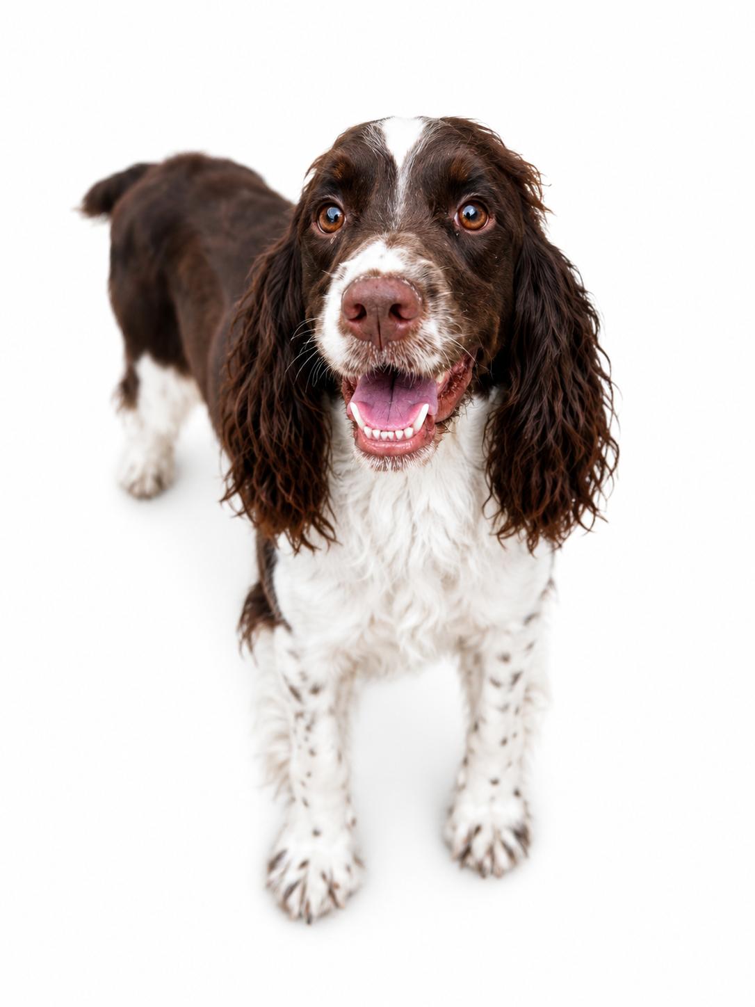 Lady, adopted, Young Female English Springer Spaniel.