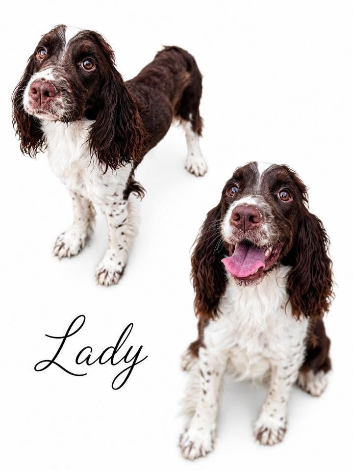 Enlarge Lady, an adopted English Springer Spaniel in SYLVANIA, GA image 2/3