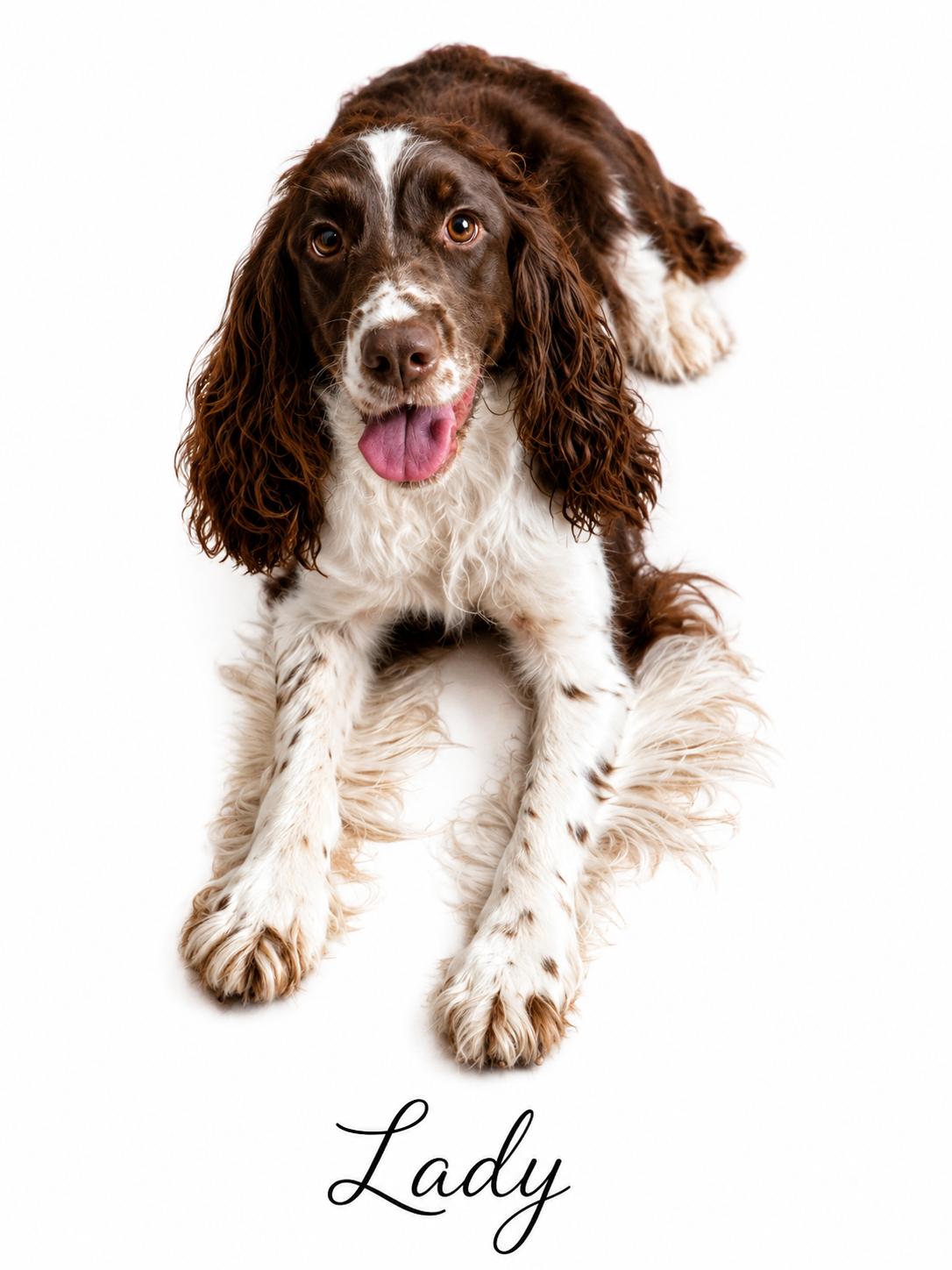 Enlarge Lady, an adopted English Springer Spaniel in SYLVANIA, GA image 3/3