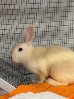 Madeline, Adoptable, Young Female New Zealand & New Zealand.