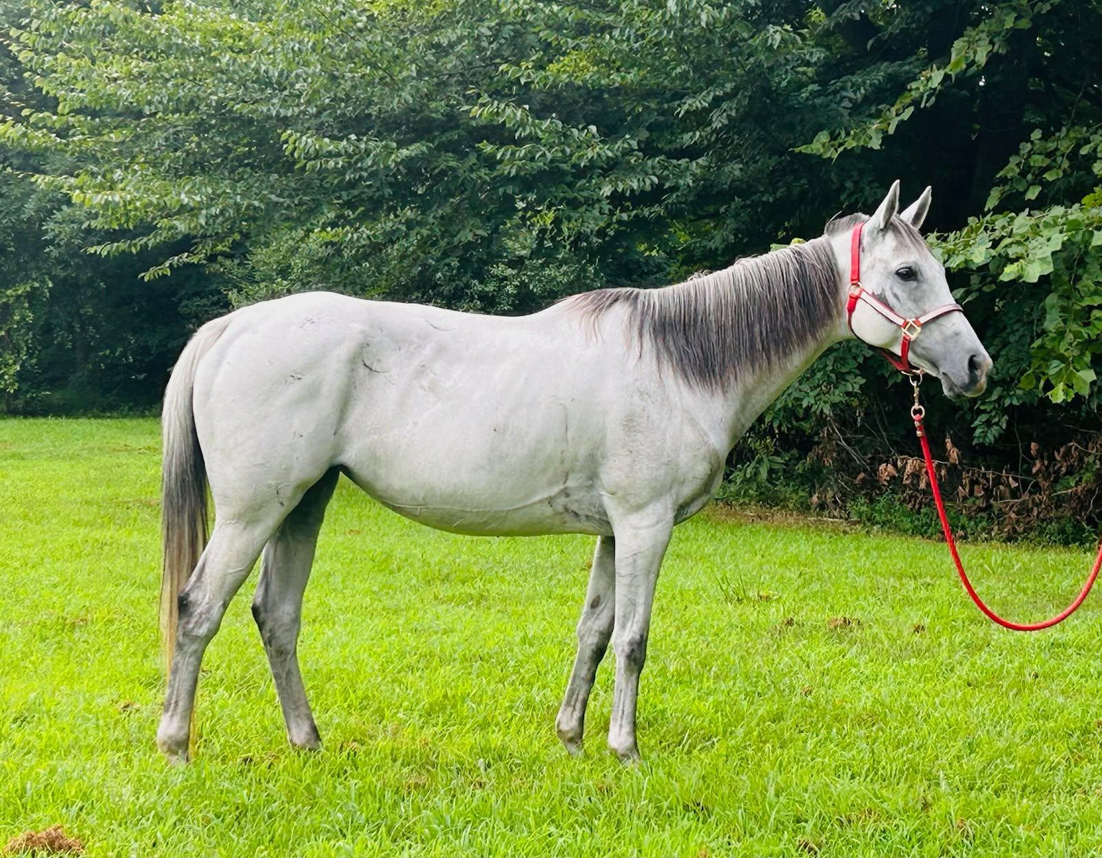 Enlarge Cosmos - 2026 ATFO Showcase Division, an adopted Thoroughbred in Huntington, WV image 1/6