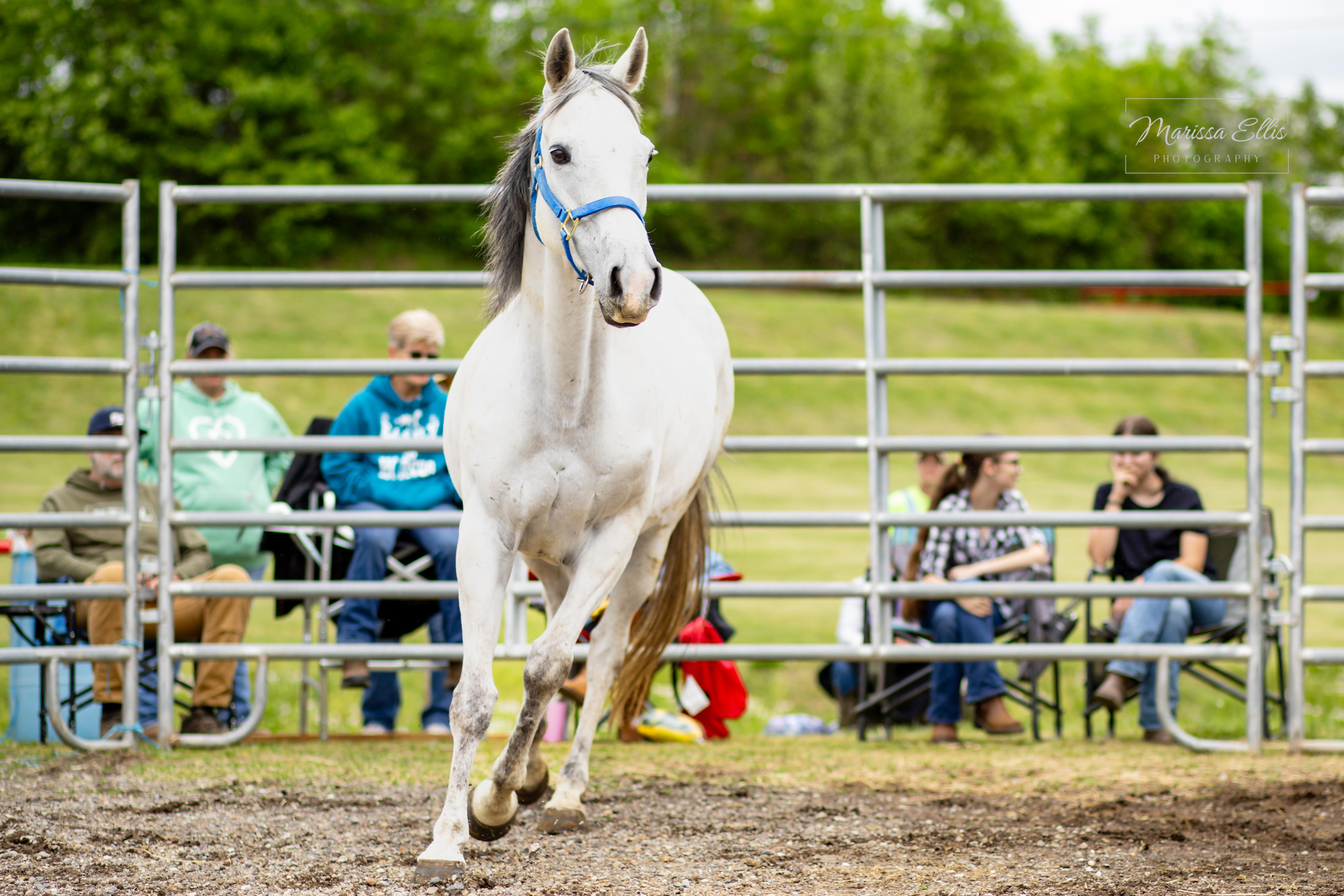 Enlarge Cosmos - 2026 ATFO Showcase Division, an adopted Thoroughbred in Huntington, WV image 4/6